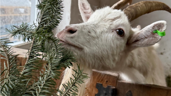 Головну львівську ялинку після свят віддали на корм тваринам у притулку