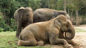 «Хильнули» і заснули: в Індії мешканці села знайшли табун  п’яних слонів