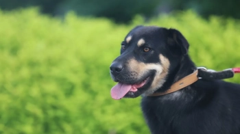 За вигул собаки без намордника судили мешканку Брюховичів