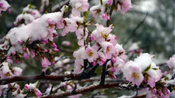 Львівські синоптики прогнозують заморозки до -5° на Великдень