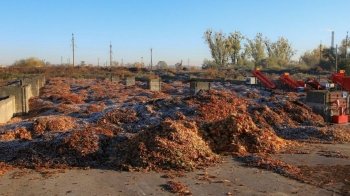 У Львові на переробку віддали рекордну кількість органіки: що з нею робитимуть