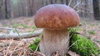 На Закарпатті знайшли новий гриб-гігант вагою майже 5 кг (фото)