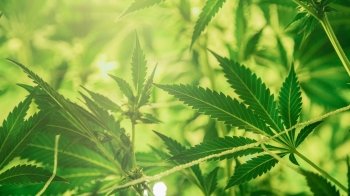 В Іспанії вилучили найбільшу в історії партію марихуани: 32 тонни