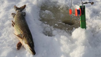 Заборона на вилов щуки: що потрібно знати рибалкам на Львівщині