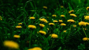 Як приготувати варення з кульбаб