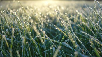 Нічні заморозки прогнозують на Львівщині 9 травня