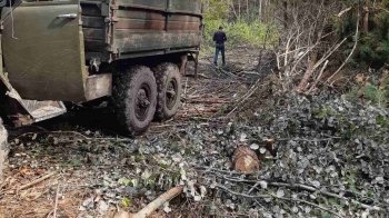 Нарубали дров майже на мільйон гривень: на Львівщині виявили незаконну зрізку дерев
