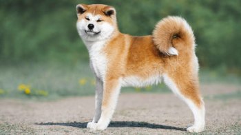 На Львівщині суд оштрафував власника пса, який напав на перехожу