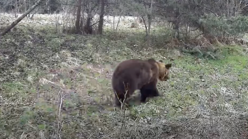 На прикордонні відеопастки львівських прикордонників зафіксували ведмедя, вовків та лисиць