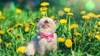 Прохолодно і ясно: якою буде середа, 18 травня, на Львівщині