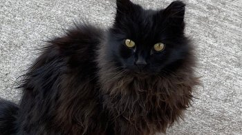 Кіт 10 років працював на стадіоні, а тепер йде на пенсію та шукає нову домівку