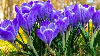 Сильні заморозки: яким буде вівторок 19 квітня у Львові та області