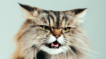 На Дрогобиччині зафіксували другий за місяць випадок сказу у домашнього кота