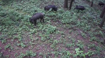 Фотопастки на Самбірщині зафіксували диких тварин