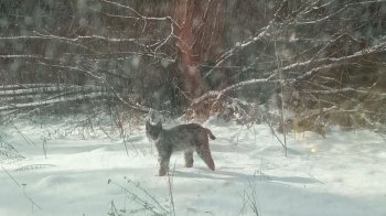 Лісничому природного парку на Львівщині вдалось сфотографувати молоду рись