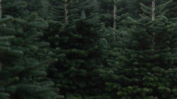 Штрафи зросли утричі: скільки доведеться заплатити за незаконну вирубку ялинок