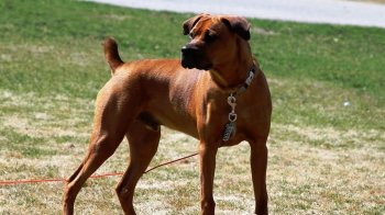 У Львові собака студентки покусав перехожого: власницю пса оштрафували