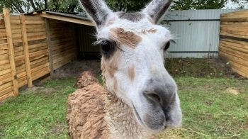 У Львові евакуйованим з фронту тваринам потрібна термінова допомога: як долучитися