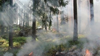 Горить торф і ліс: на Львівщині рятувальники гасять пожежі в природі