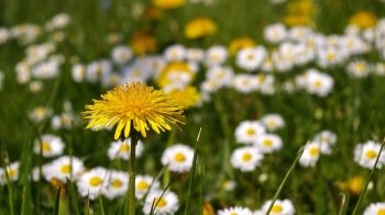 Погода у Львові 30 травня: потепління до +20°C