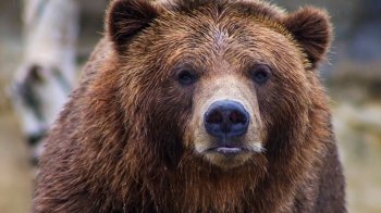 Дізнайтеся, чим снідають ведмеді: притулок «Домажир» запрошує на ексклюзивну екскурсію