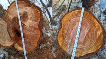 На Стрийщині двоє чоловіків зрізали дерев у заказнику майже на 1,2 млн грн