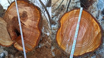 На Стрийщині двоє чоловіків вирубали дерева у заказнику на більш ніж 1 мільйон гривень