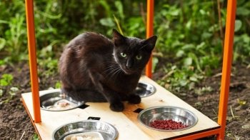 У Домівці врятованих тварин збудують котячий будиночок