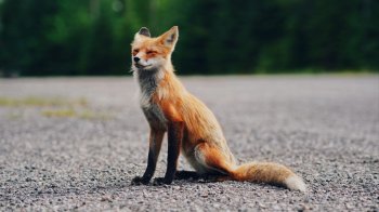 У Городку містом бігає лис: фахівці попереджають про небезпеку сказу