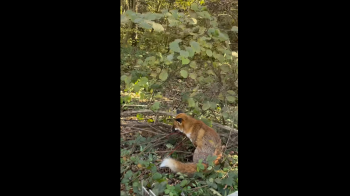 У Львові авто збило лиса: тварину рятують волонтери