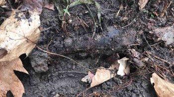 У лісі під Львовом знайшли застарілий боєприпас часів Другої світової війни