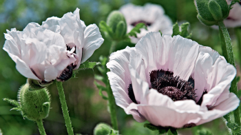 На Львівщині розпочалась операція "Мак"
