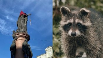 Обміняти пам’ятник Катерині в Одесі на викраденого єнота: на сайті президента з’явилася петиція