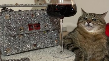 Популярний кіт-блогер Степан отримав престижну світову премію