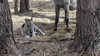 На Великдень у Яворівському нацпарку народилося лоша рідкісних коней-тарпанів