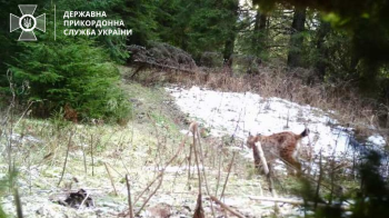 ДПСУ попередила порушників кордону про хижаків у Карпатах