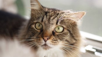 У Сокалі запровадили карантин через сказ у домашнього кота