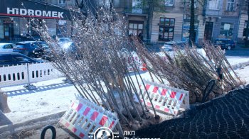 У Львові на вулиці Бандери висадять 8 типів дерев (фото)