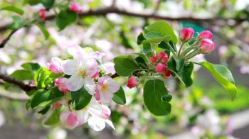 Якою буде погода у Львові та області 10 травня