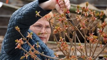Садівники Львова: як вони працюють та оновлюють парки міста