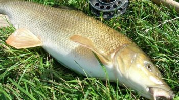 Марена звичайна занечена до Червоної книги