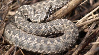 Гадюка звичайна