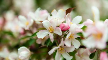 цвіт яблуні