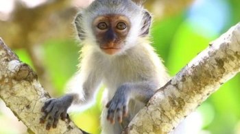 У Польщі зафіксували перший випадок мавпячої віспи