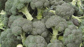 У Львові у імпортній партії броколі знайшли небезпечного шкідника