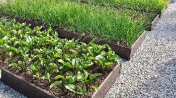 В Україні створюють "Сади Перемоги", щоб забезпечити країну продуктами харчування