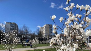 Магнолії, які цвітуть у львівському сквері