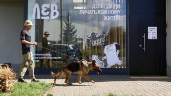 Львівʼян запрошують долучитися до вигулу собак