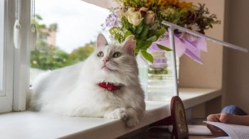 Котам переселенців у Львові влаштували фотосесію: знімки пухнастих зачаровують