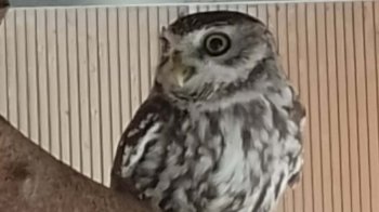 Українець намагався вивезти через кордон на Львівщині рідкісну сову